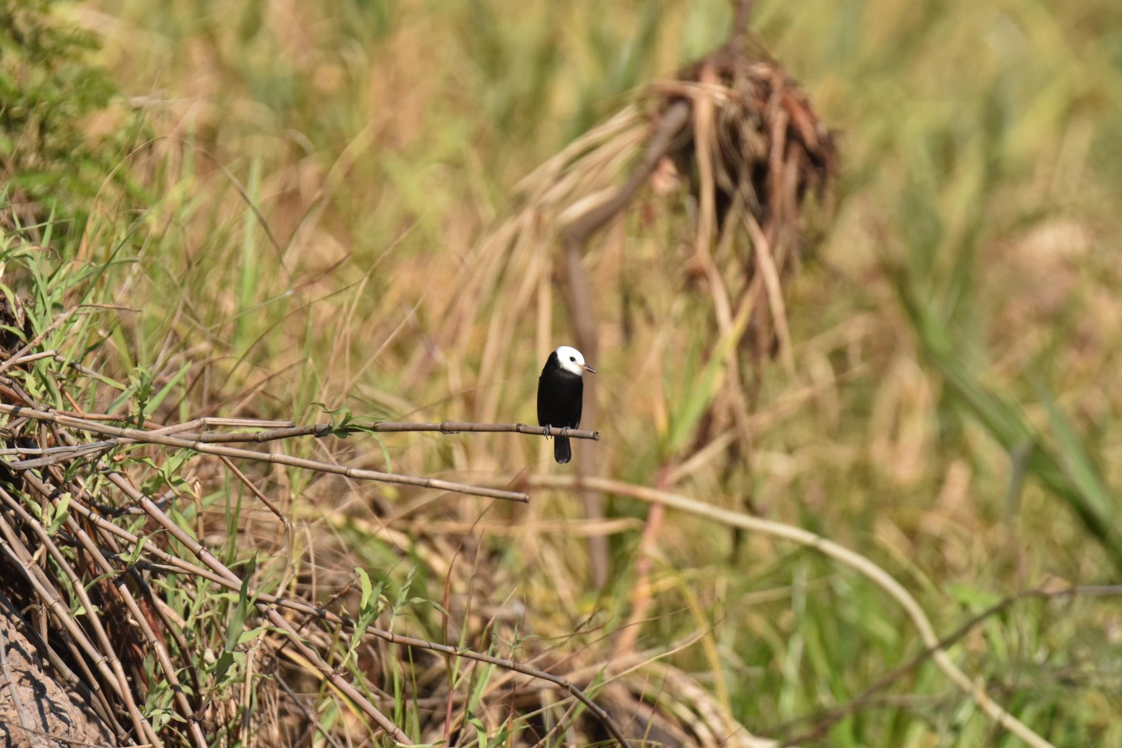 White-headed Marsh Tyrant (Arundinicola leucocephala)