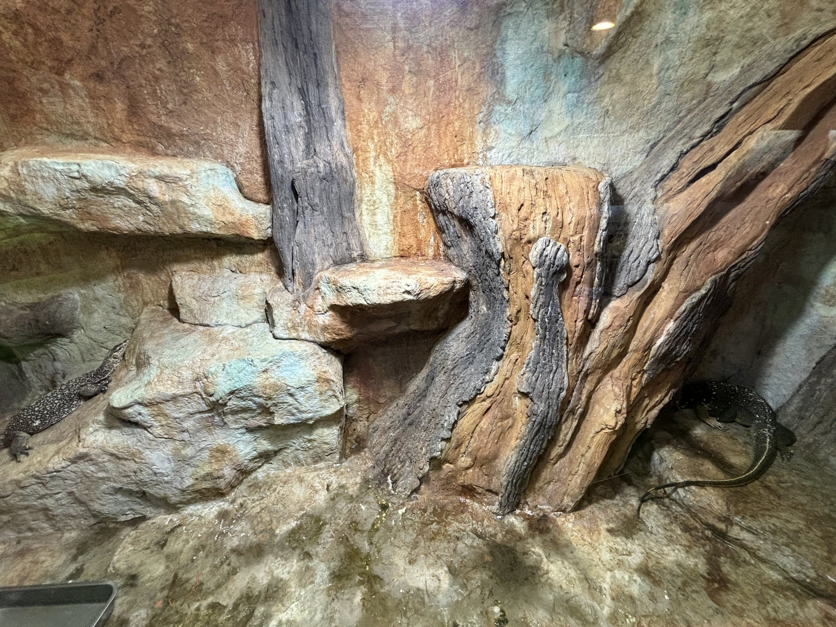 White-headed Monitor Exhibit