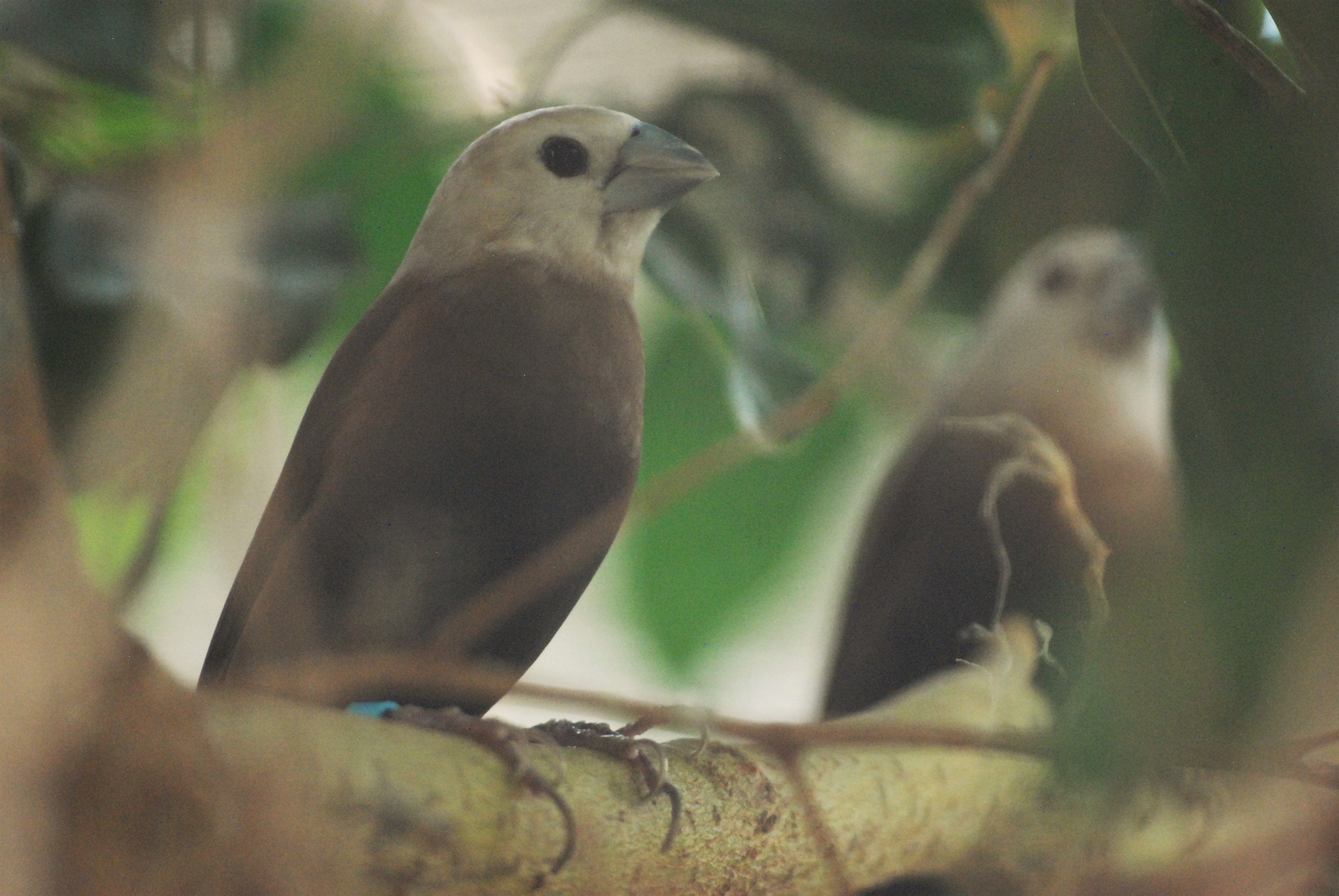 White-headed Munia at Chester, 20th July 2021