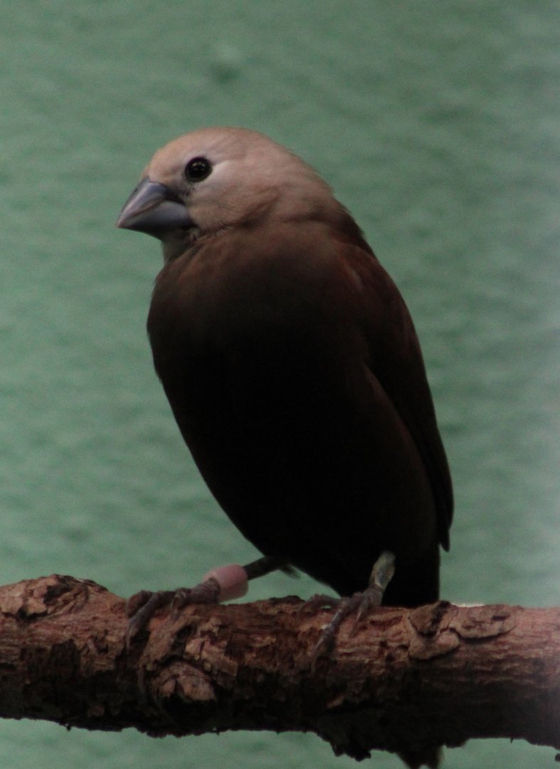 White-headed munia - Lonchura maja