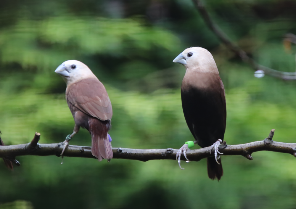 White-headed munia (Lonchura maja)