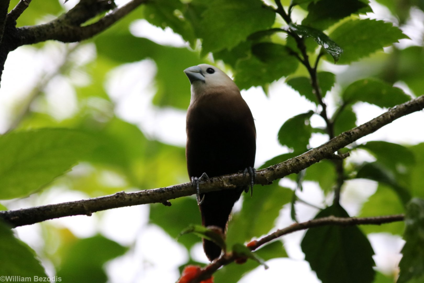 White-headed Munia