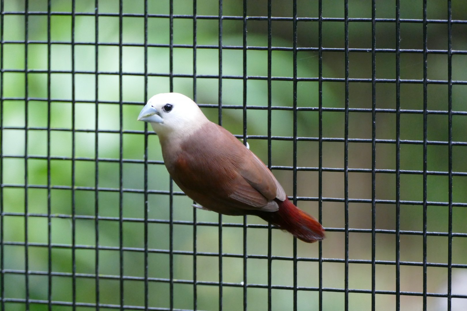 White-headed Munia