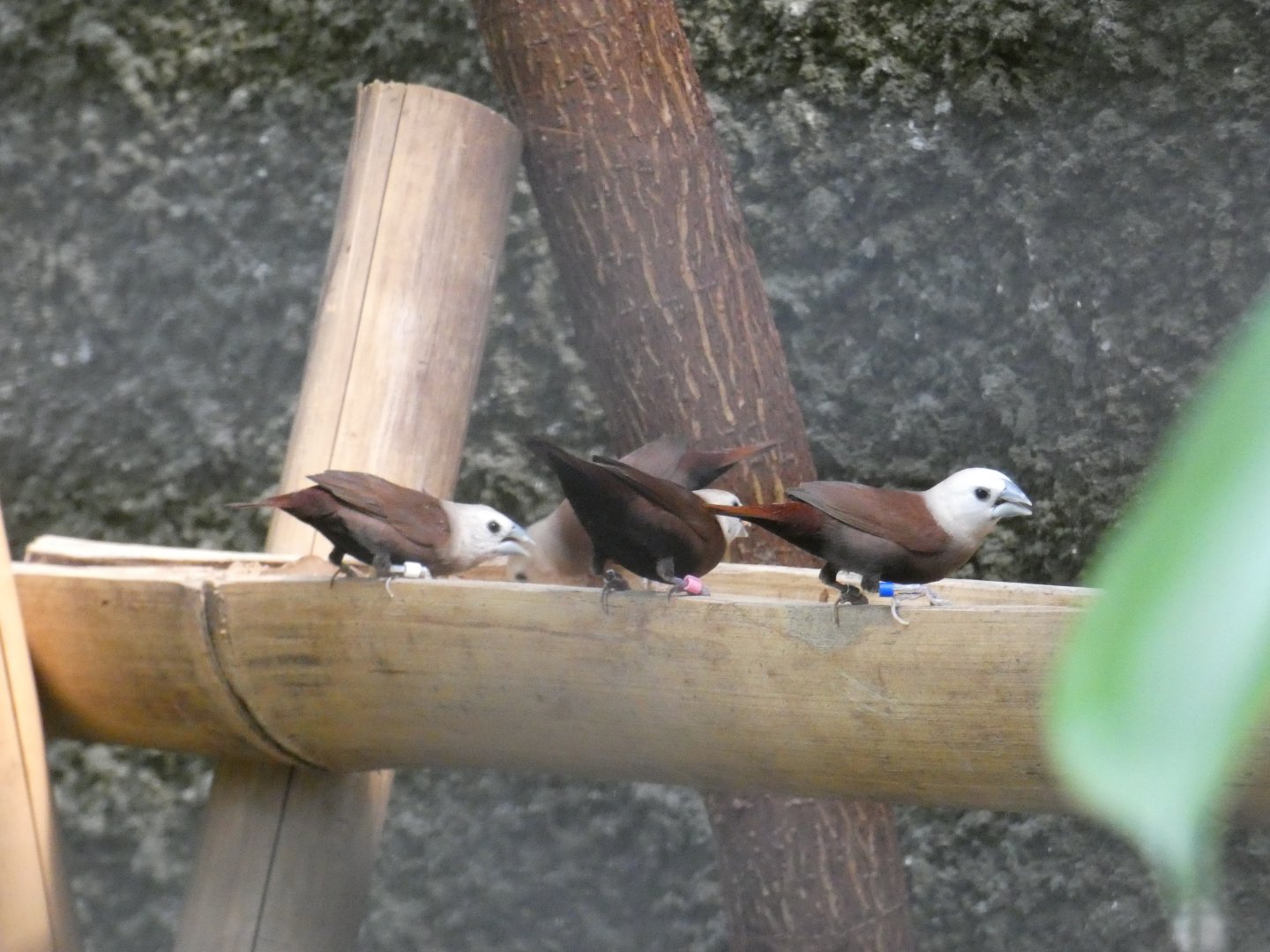 White-headed munia