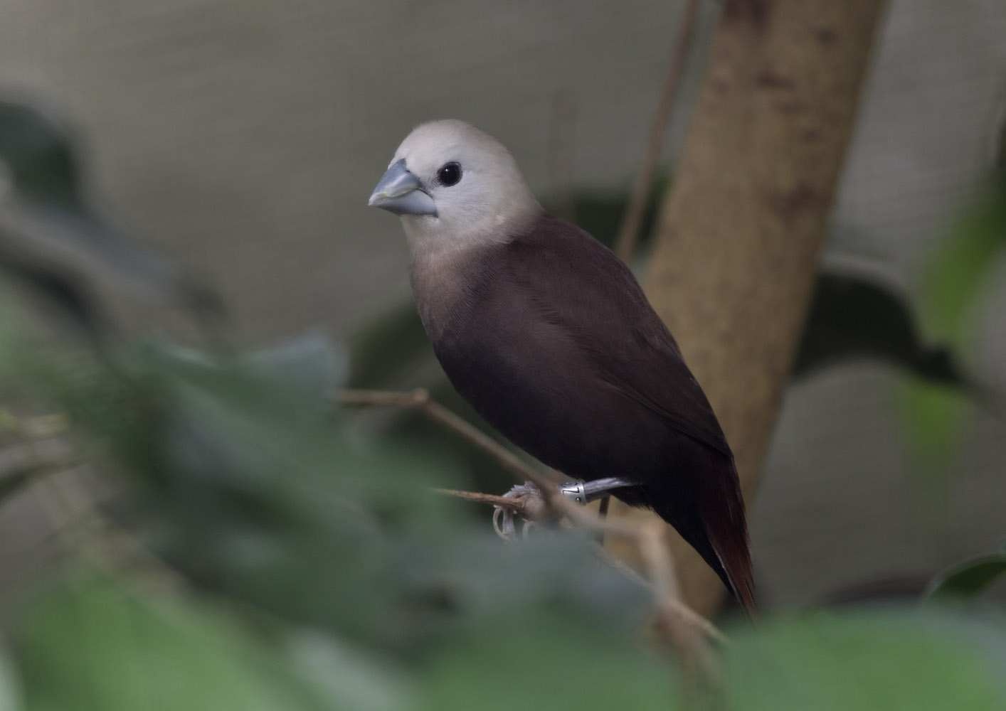 White-headed munia