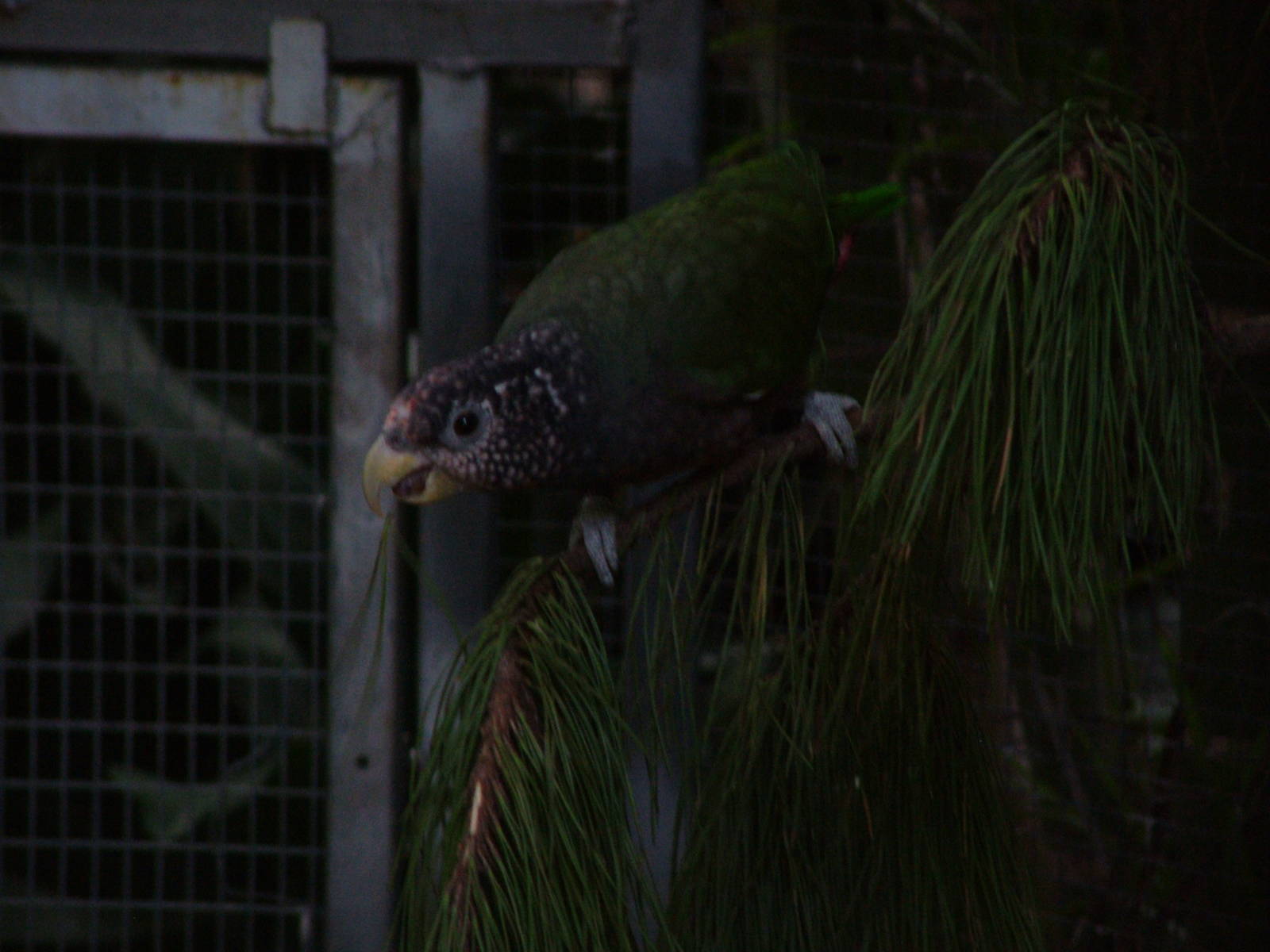 White-headed Parrot at Loro Parque, 08/11/10