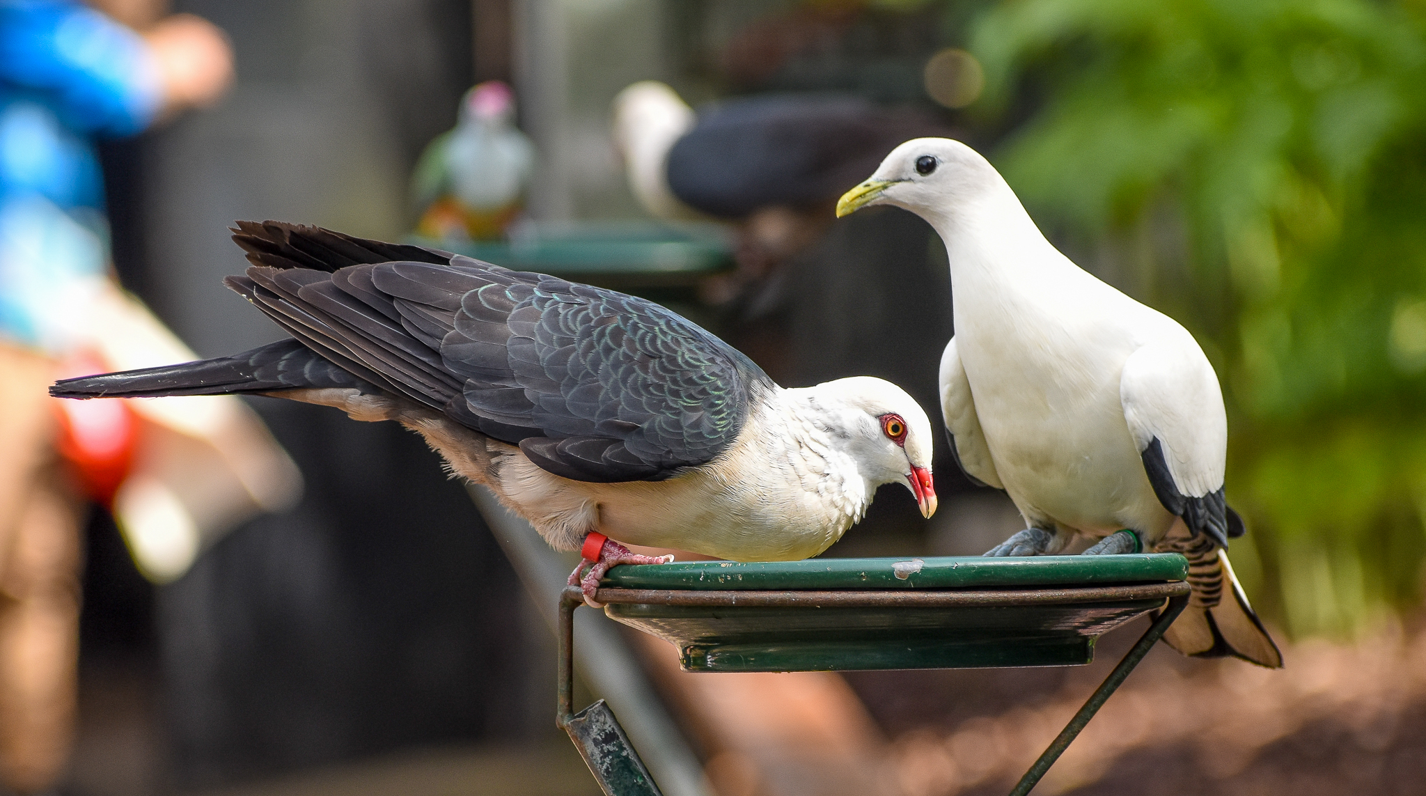White-headed Pigeon and Torresian Imperial-Pigeon