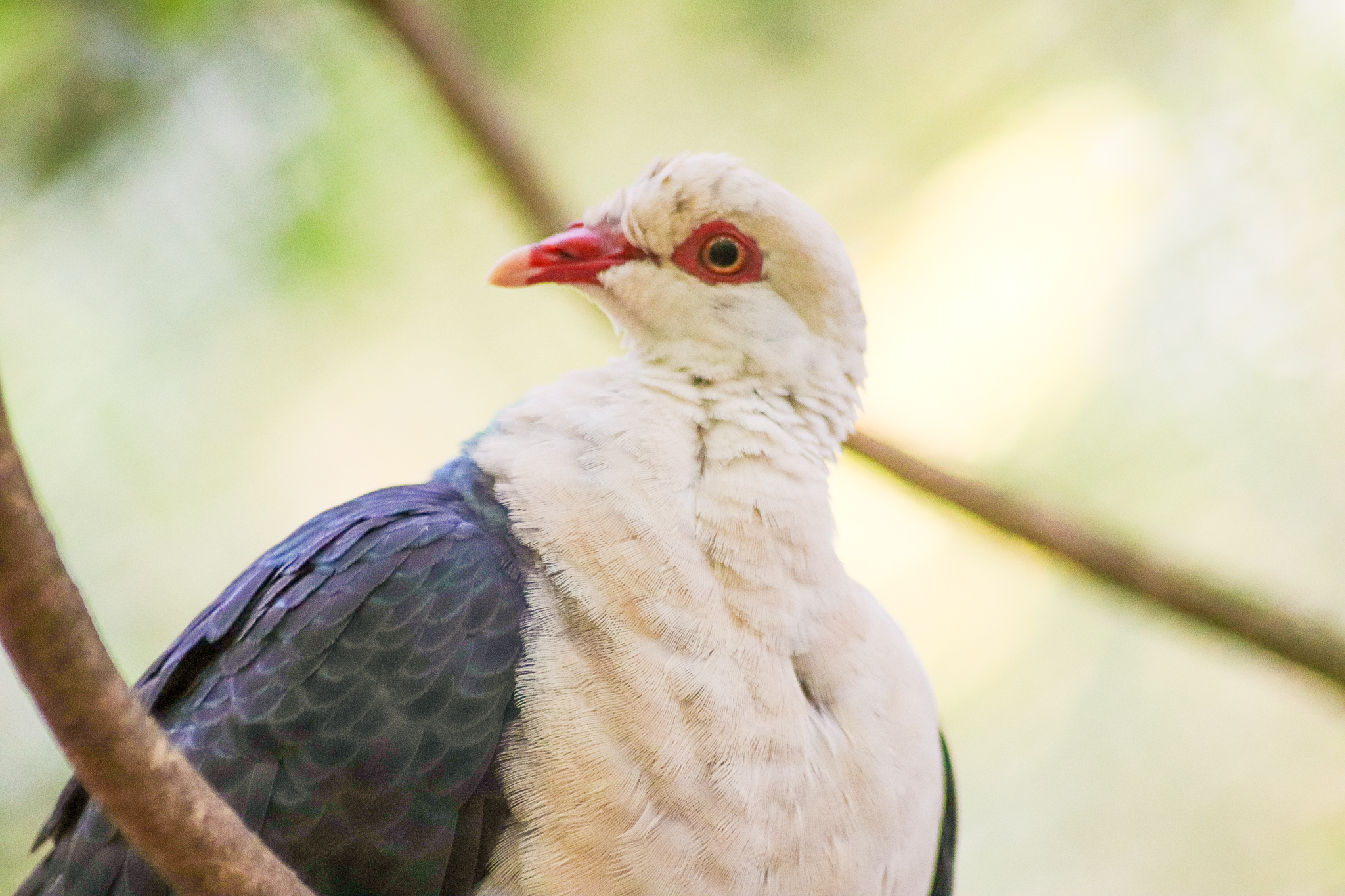 White-headed Pigeon (Columba leucomela) - December 2019