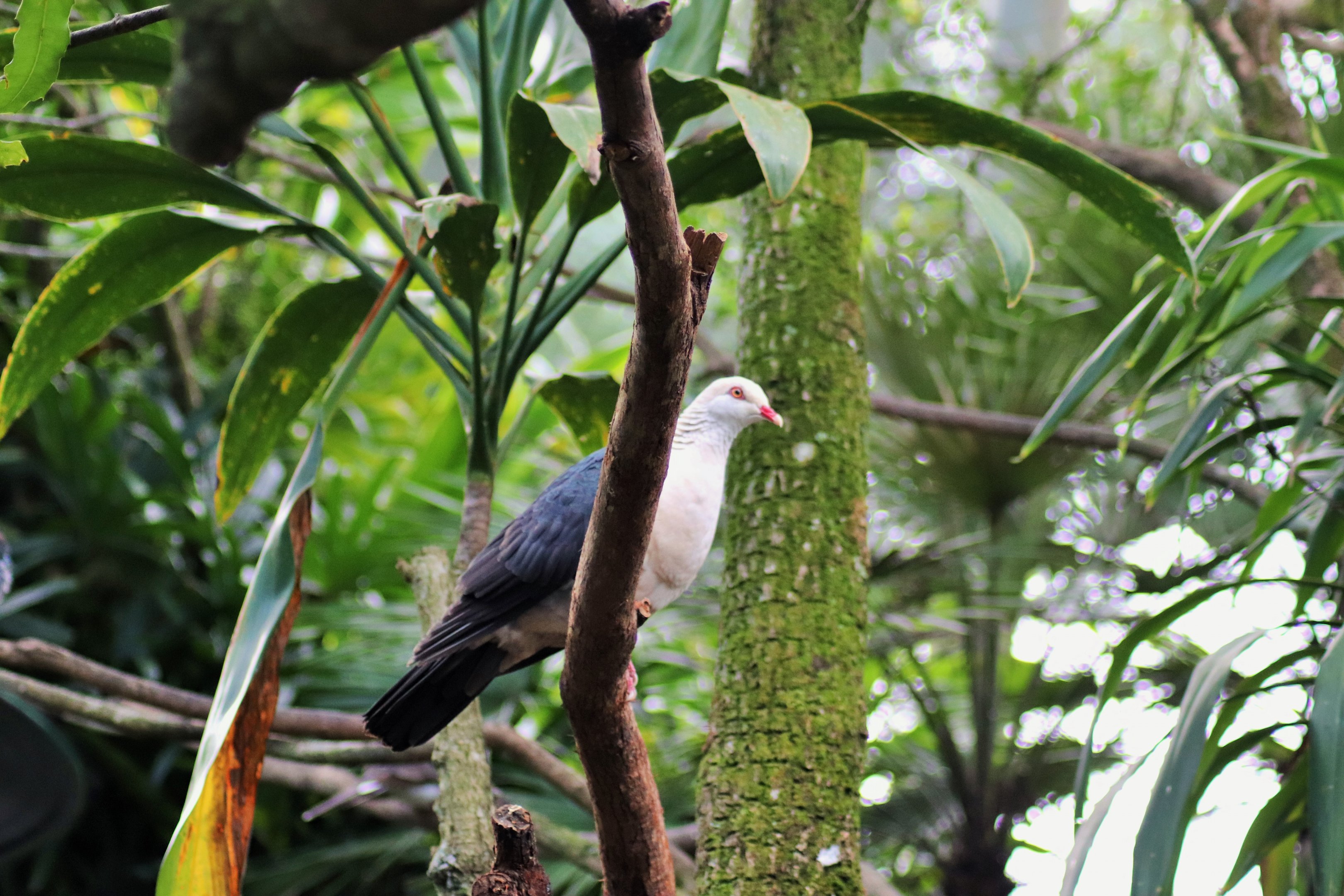 White-headed Pigeon (Columba leucomela)