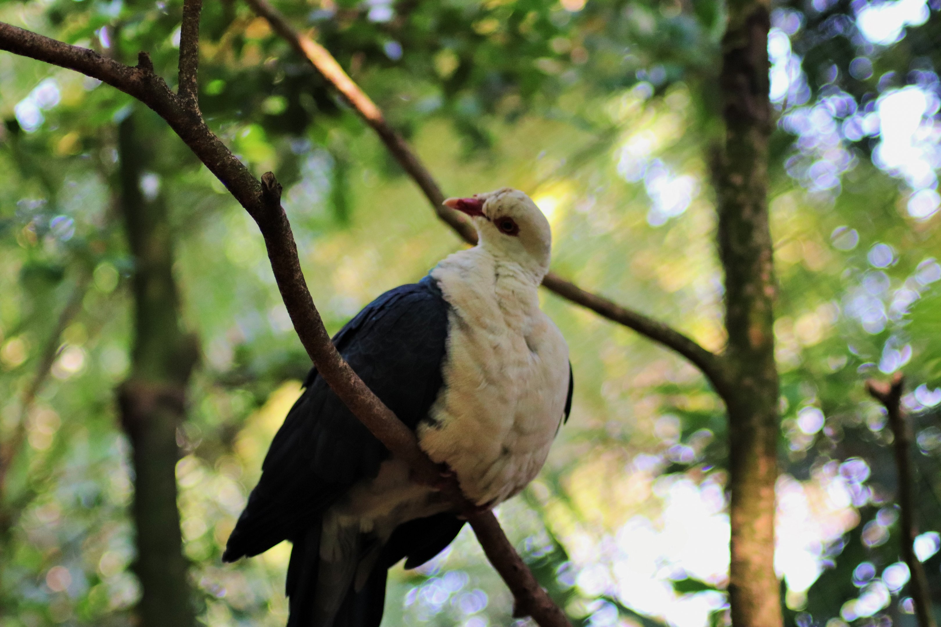 White-headed Pigeon (Columba leucomela)