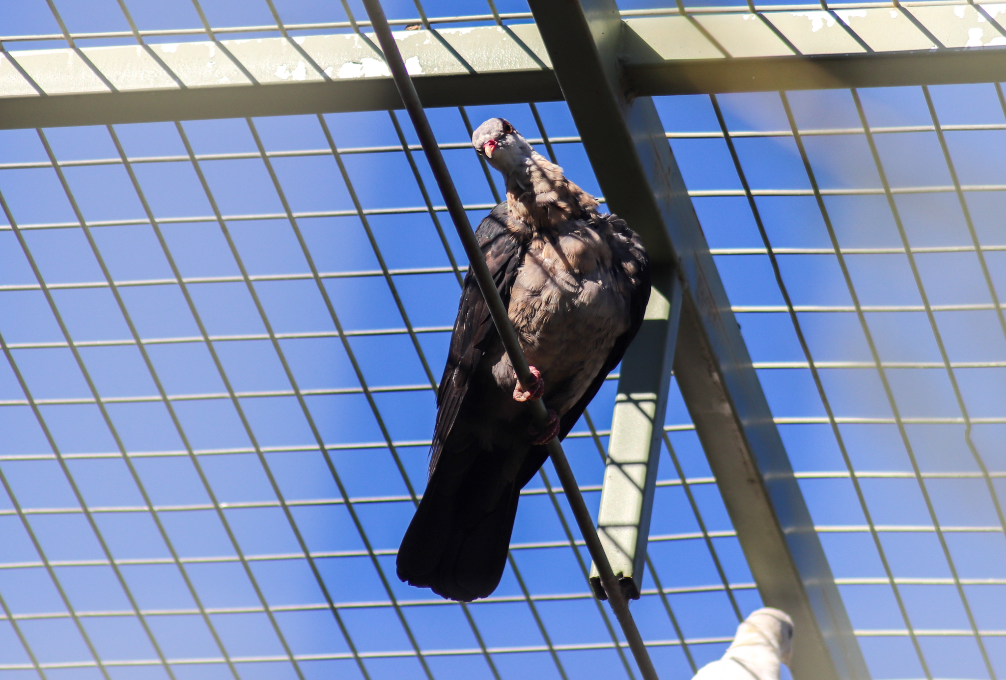 White-headed Pigeon (Columba leucomela)