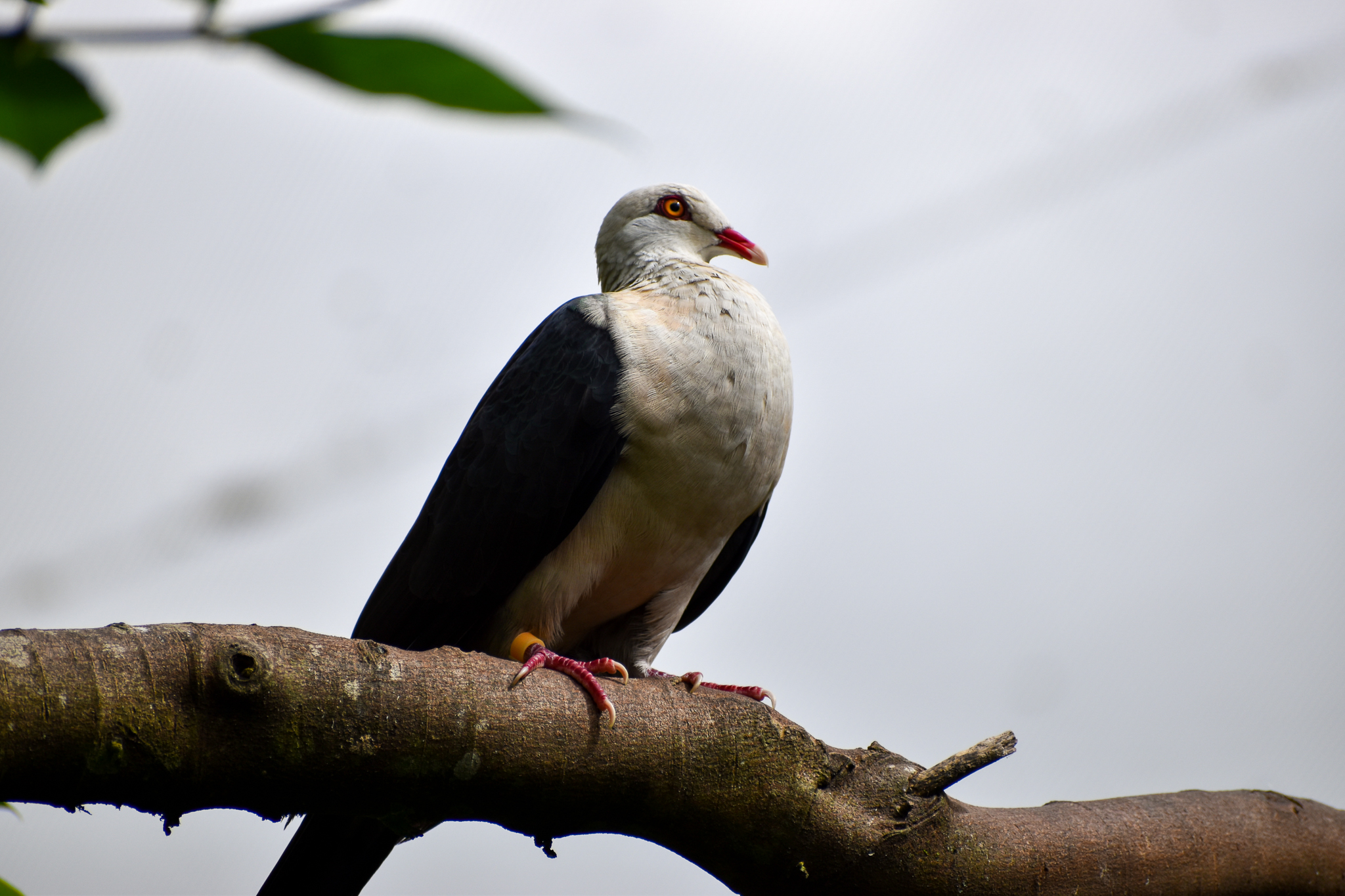 White-headed Pigeon (Columba leucomela)