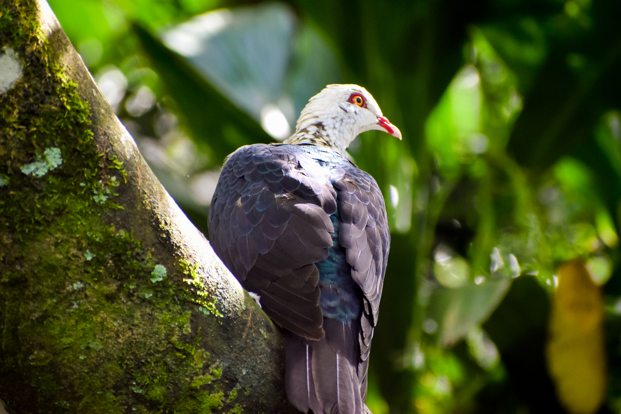 White-headed Pigeon (Columba leucomela)
