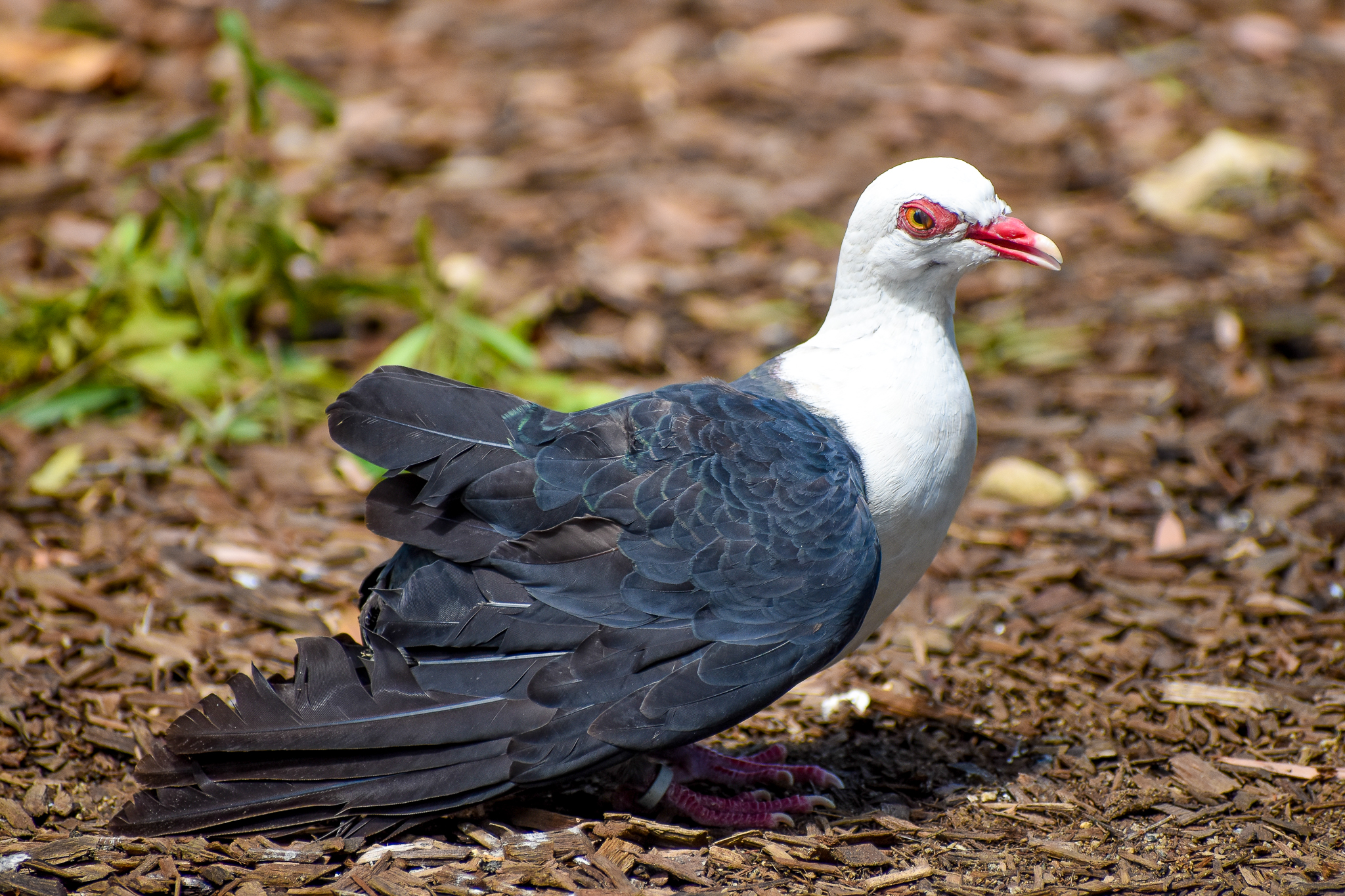 White-headed Pigeon (Columba leucomela)