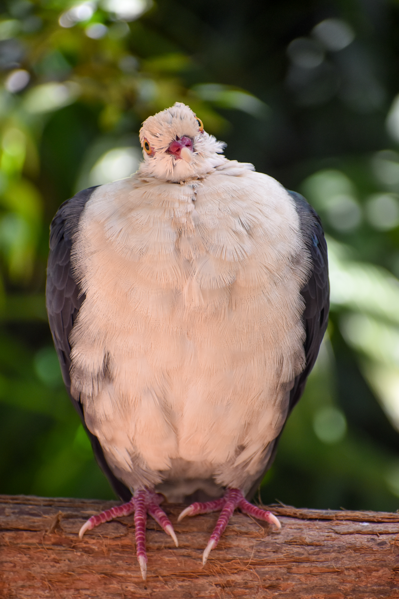 White-headed Pigeon (Columba leucomela)