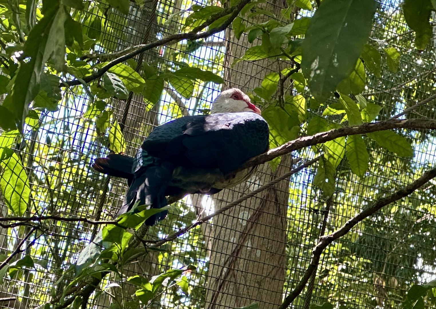 White-headed pigeon (Columba leucomela)