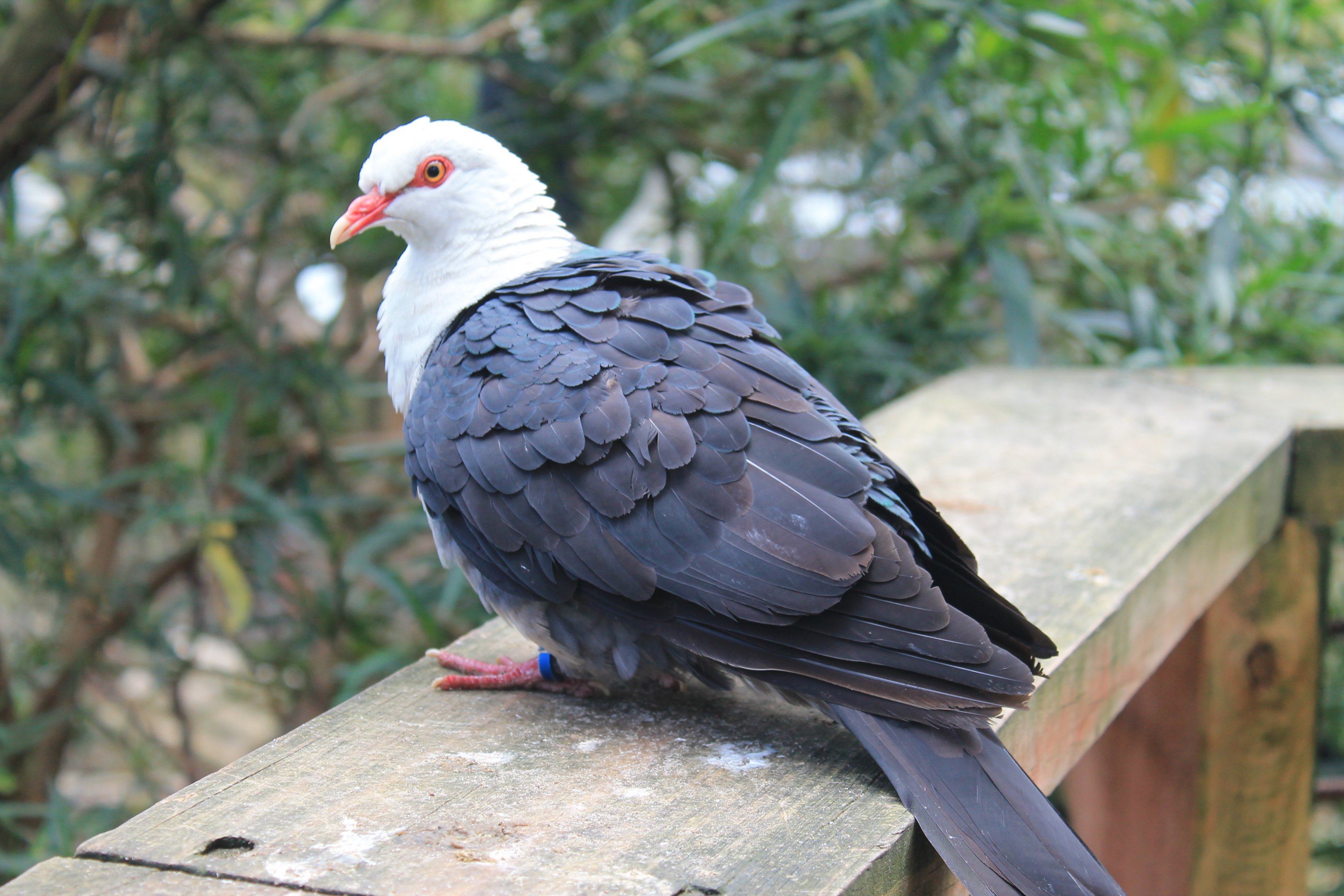 White-headed Pigeon (Columba leucomela)