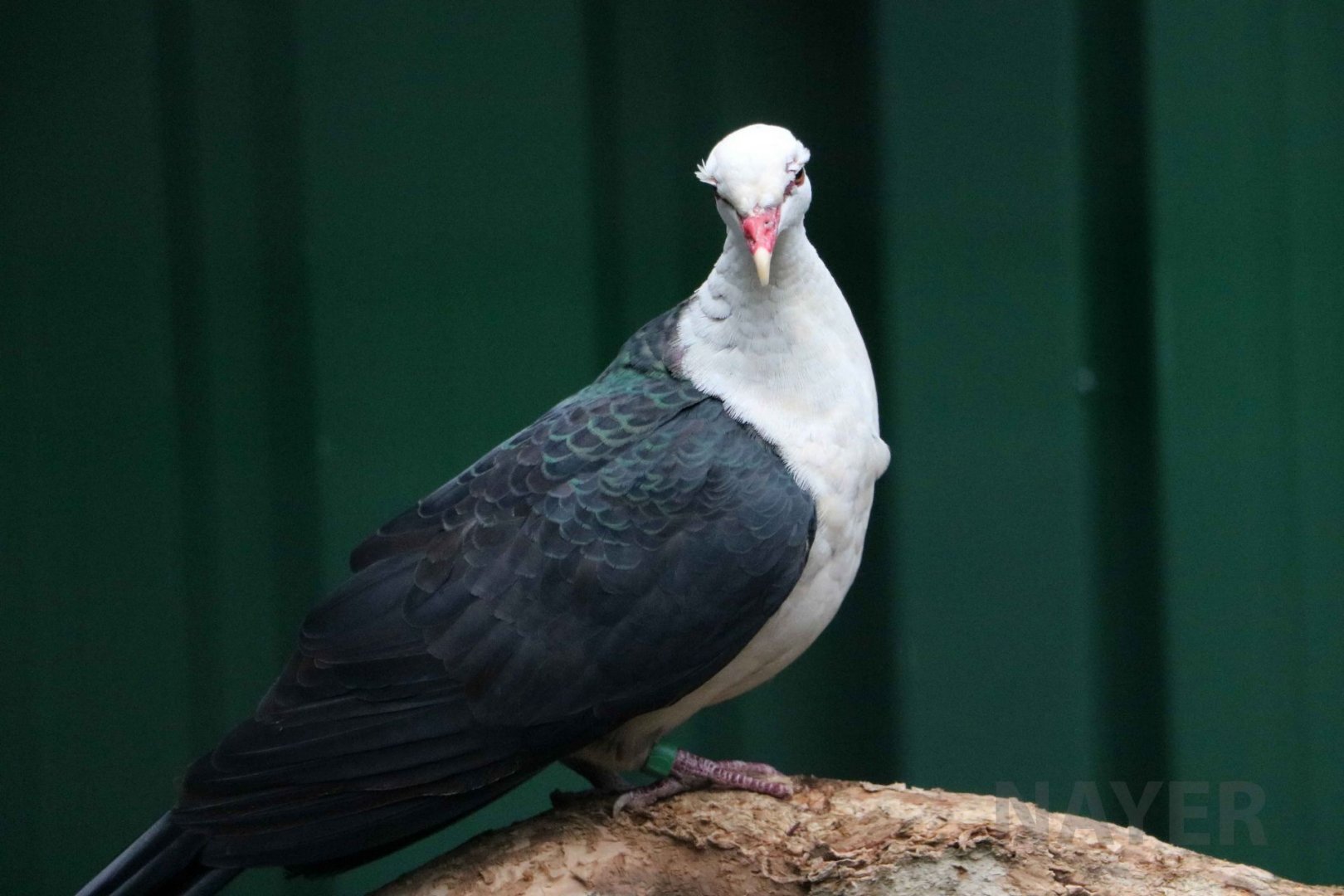 White-headed pigeon, June 2016