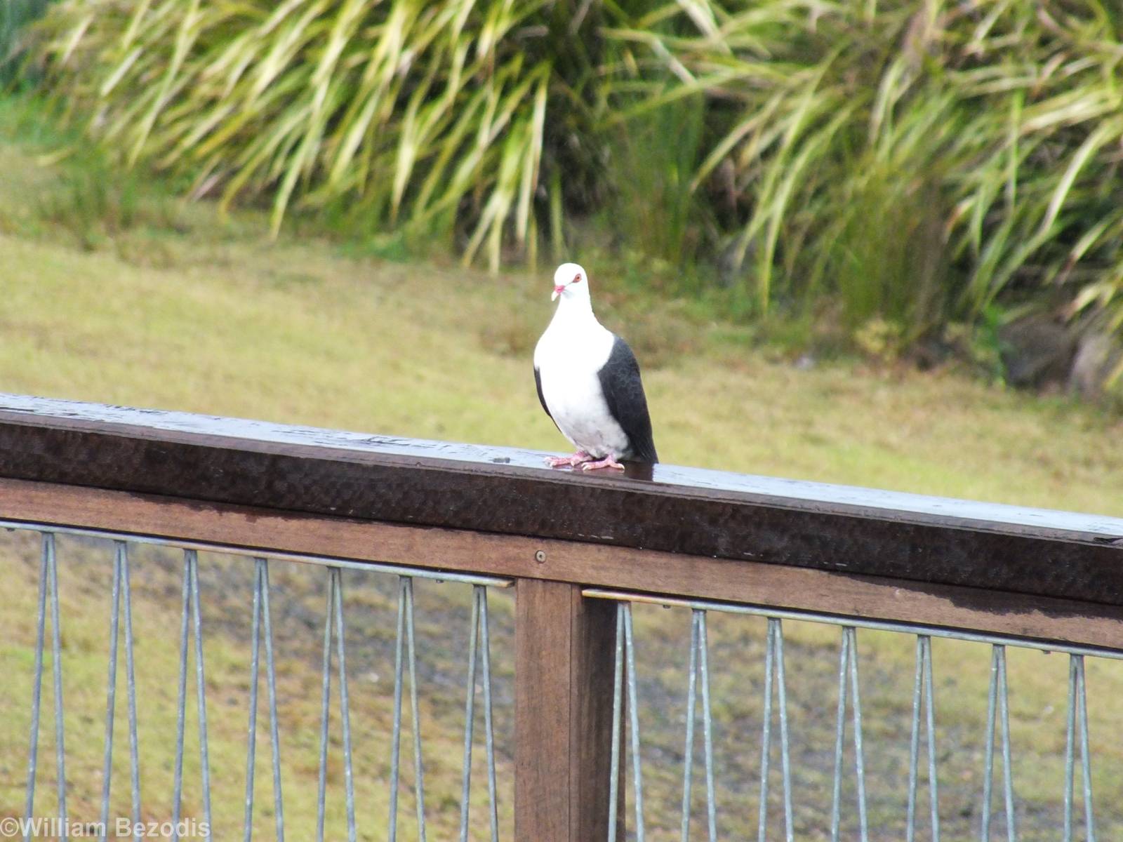White-headed Pigeon - Lamington National Park