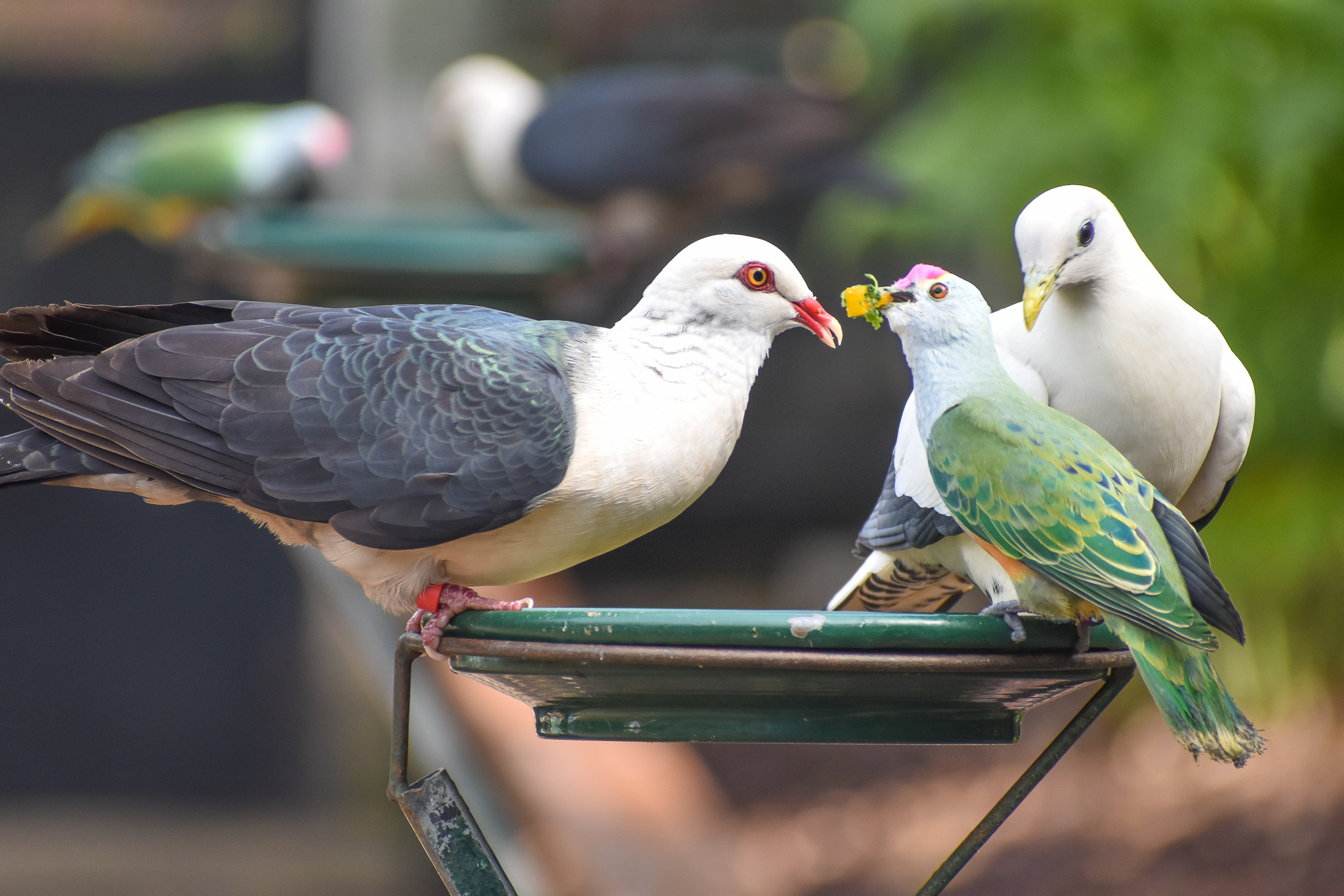 White-headed Pigeon, Rose-crowned Fruit Dove and Torresian Imperial Pigeon