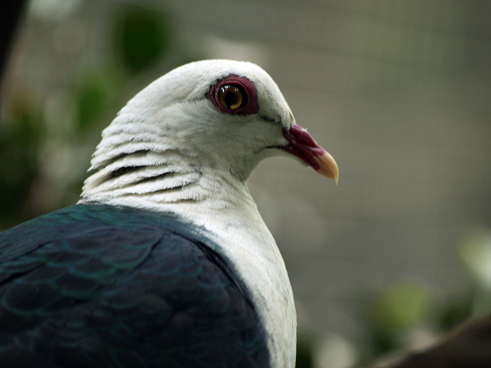 White-headed pigeon