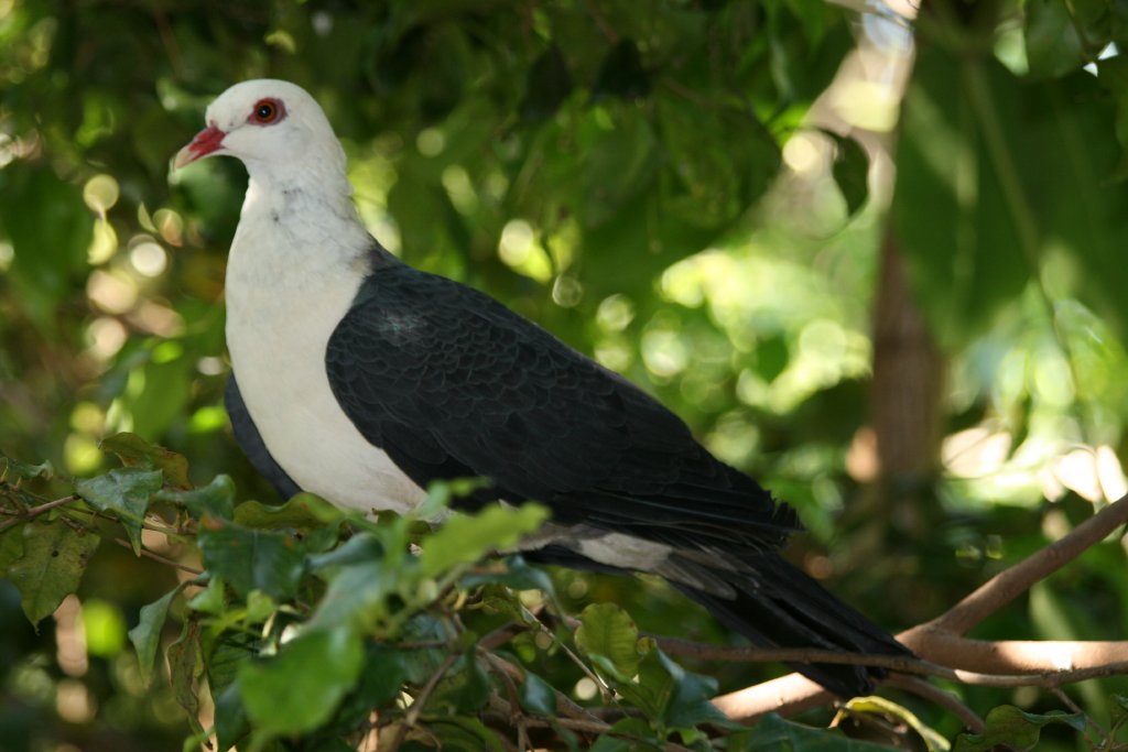 White-headed Pigeon