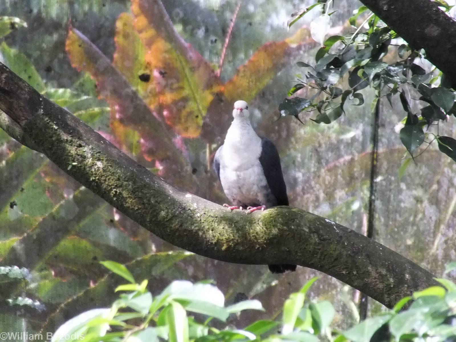 White-headed Pigeon