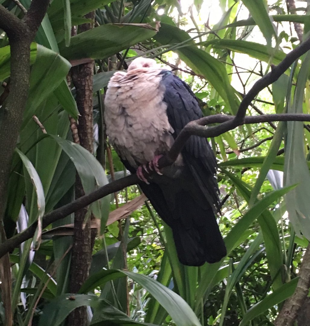White-headed Pigeon