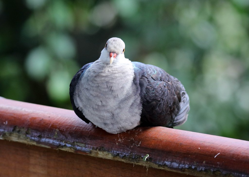 White-headed Pigeon