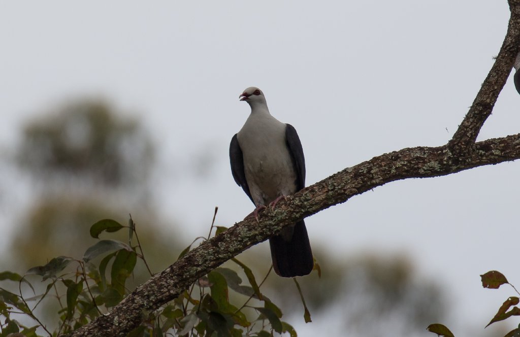 White-headed Pigeon