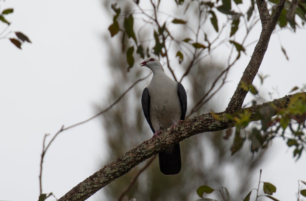 White-headed Pigeon