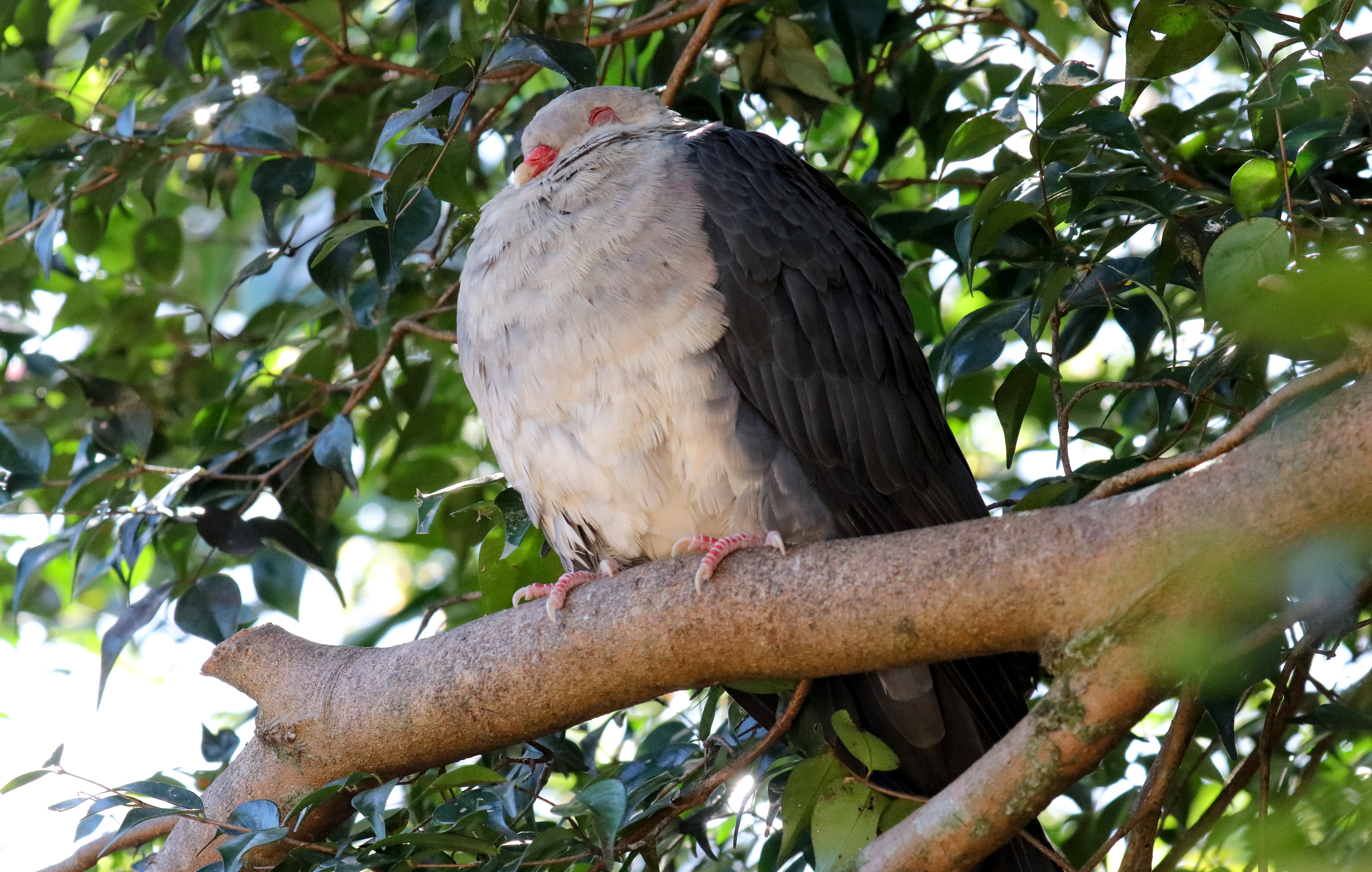 White-headed Pigeon