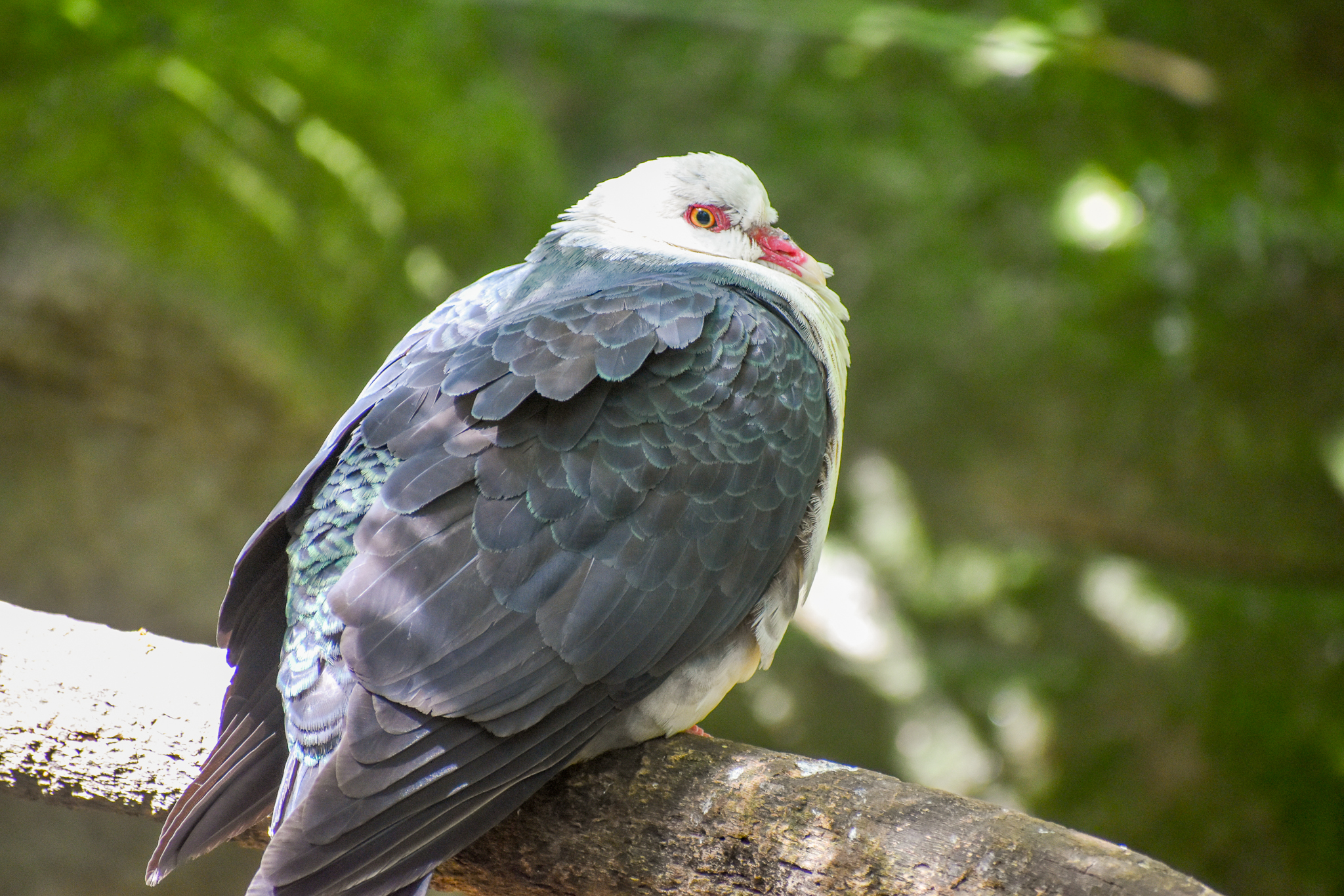 White-headed Pigeon