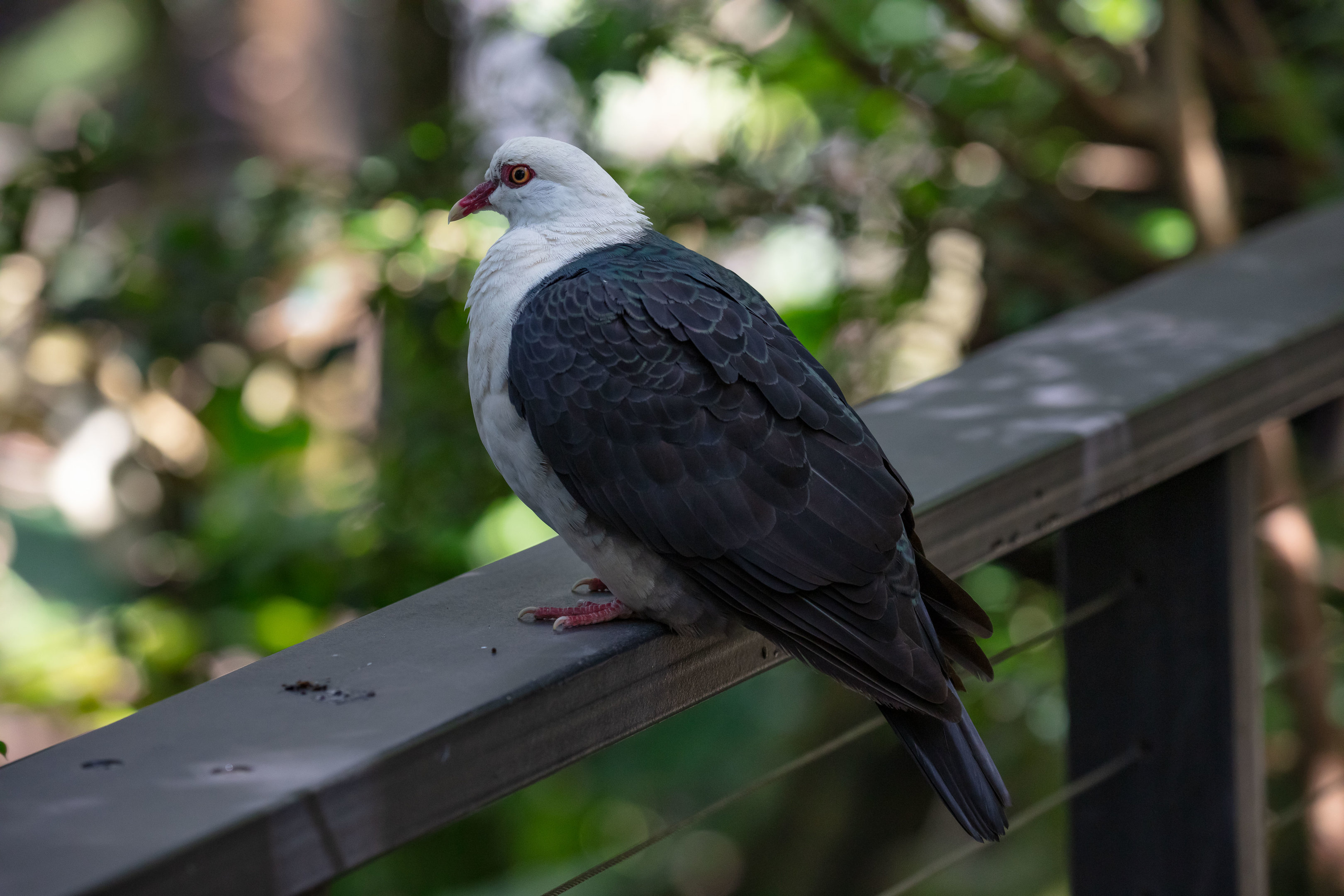 White-headed Pigeon