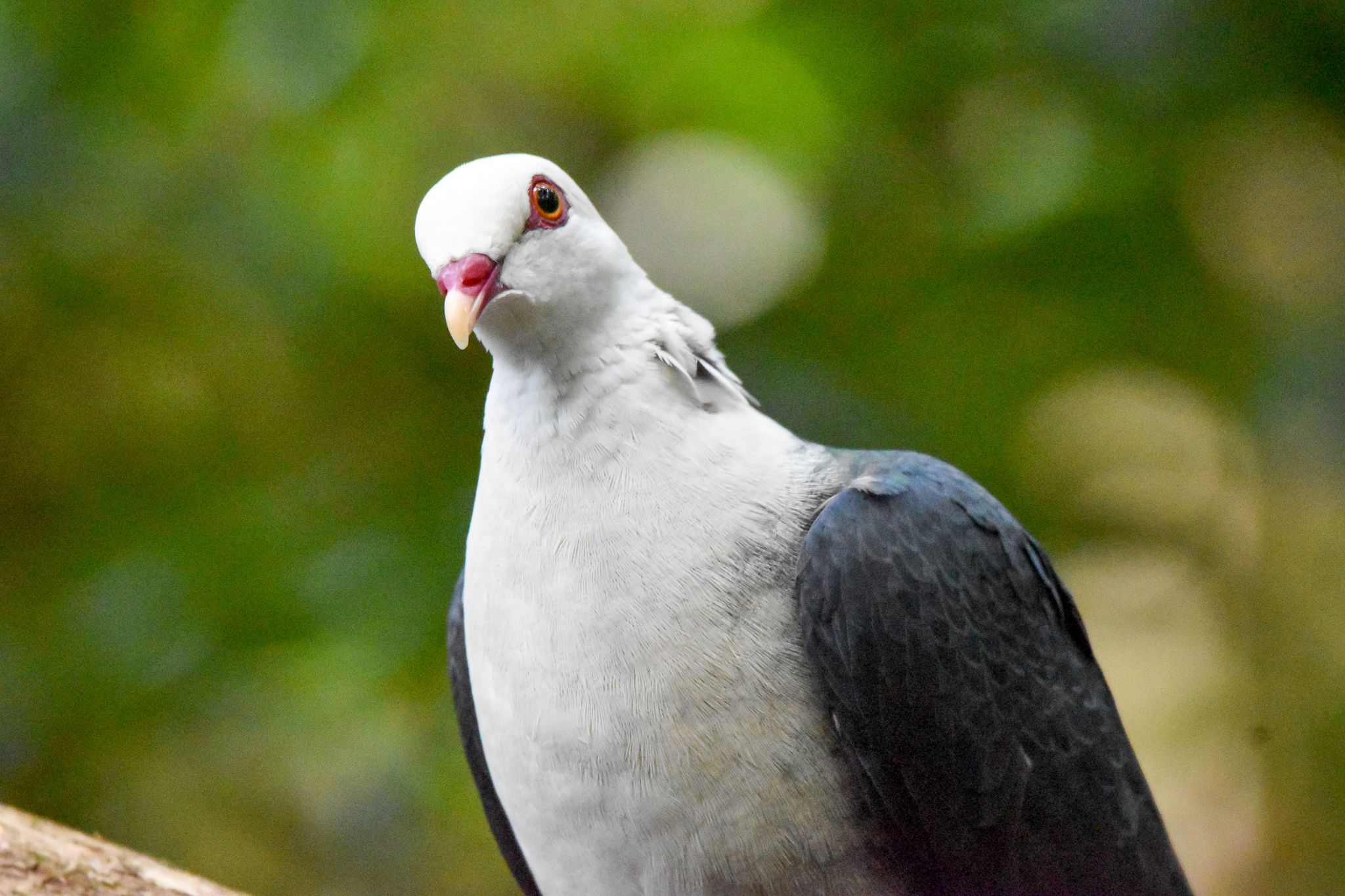 White-headed Pigeon