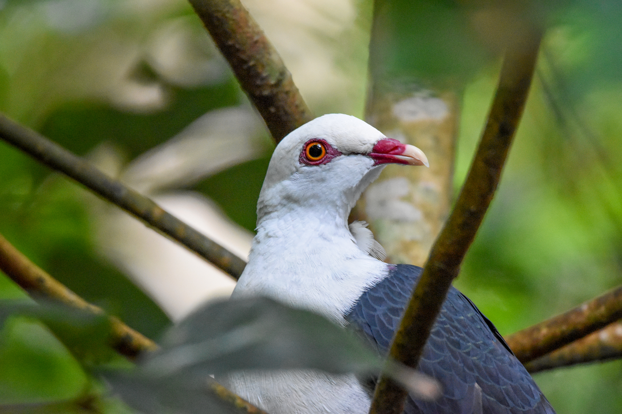 White-headed Pigeon