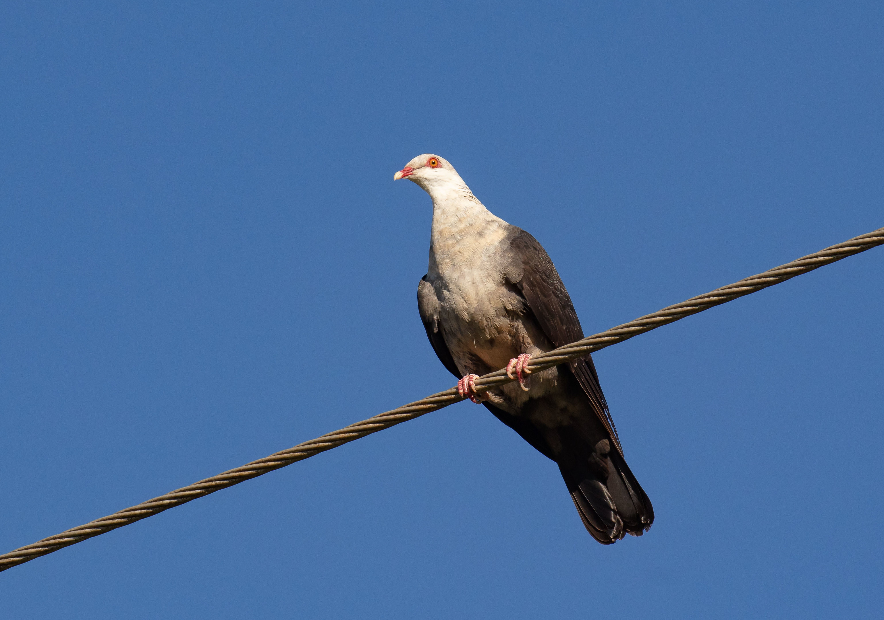 White-headed Pigeon