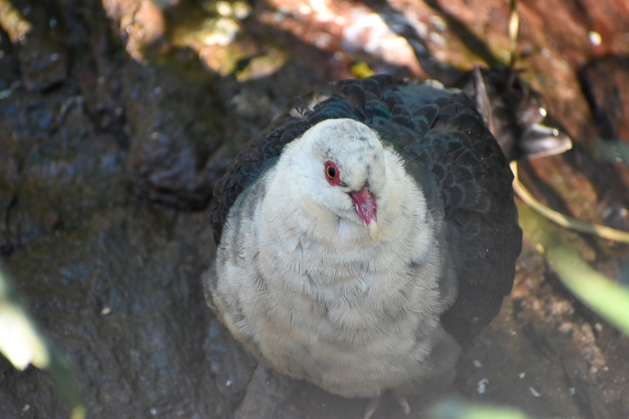 White-headed Pigeon