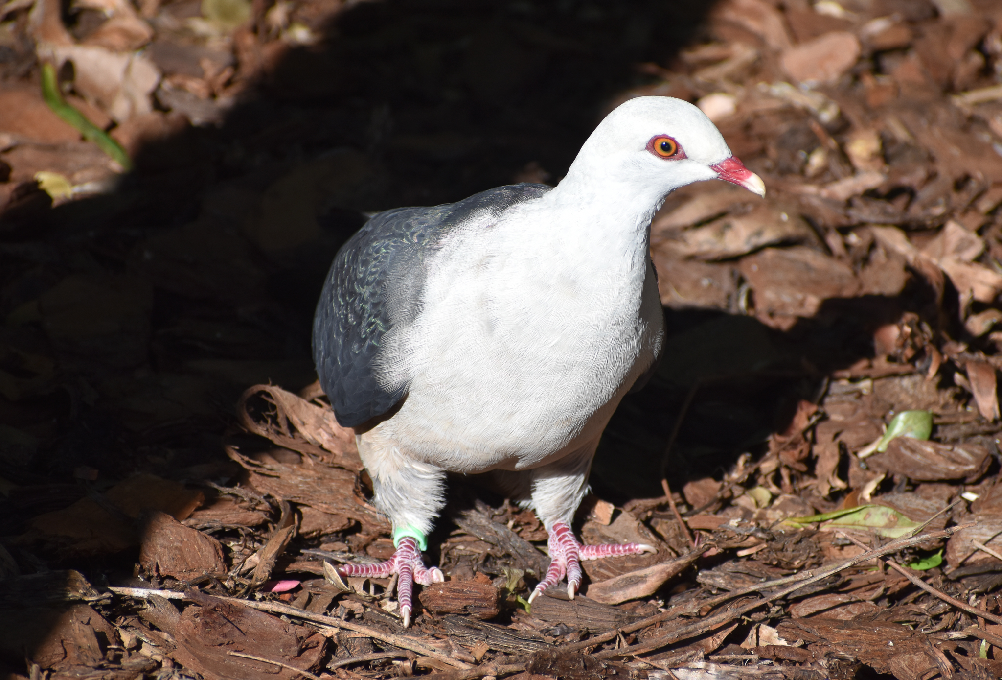 White-headed Pigeon