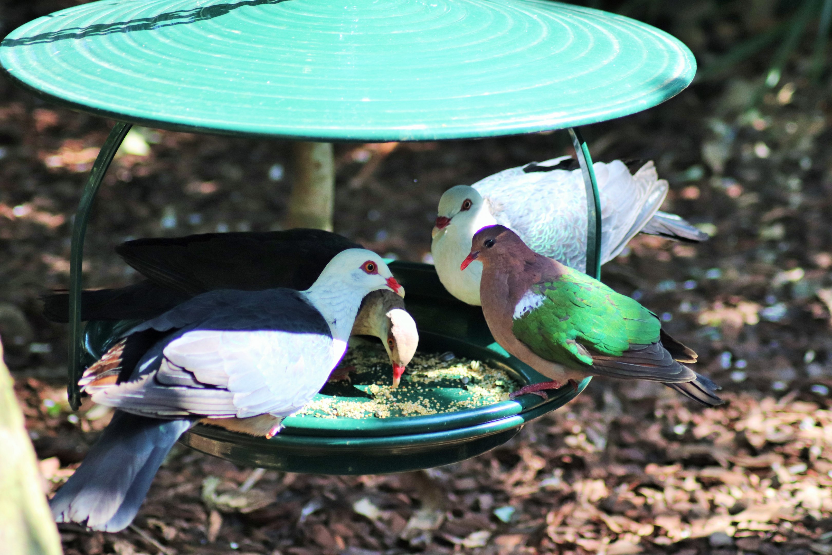 White-headed Pigeons (Columba leucomela) and Emerald Dove (Chalcophaps longirostris)