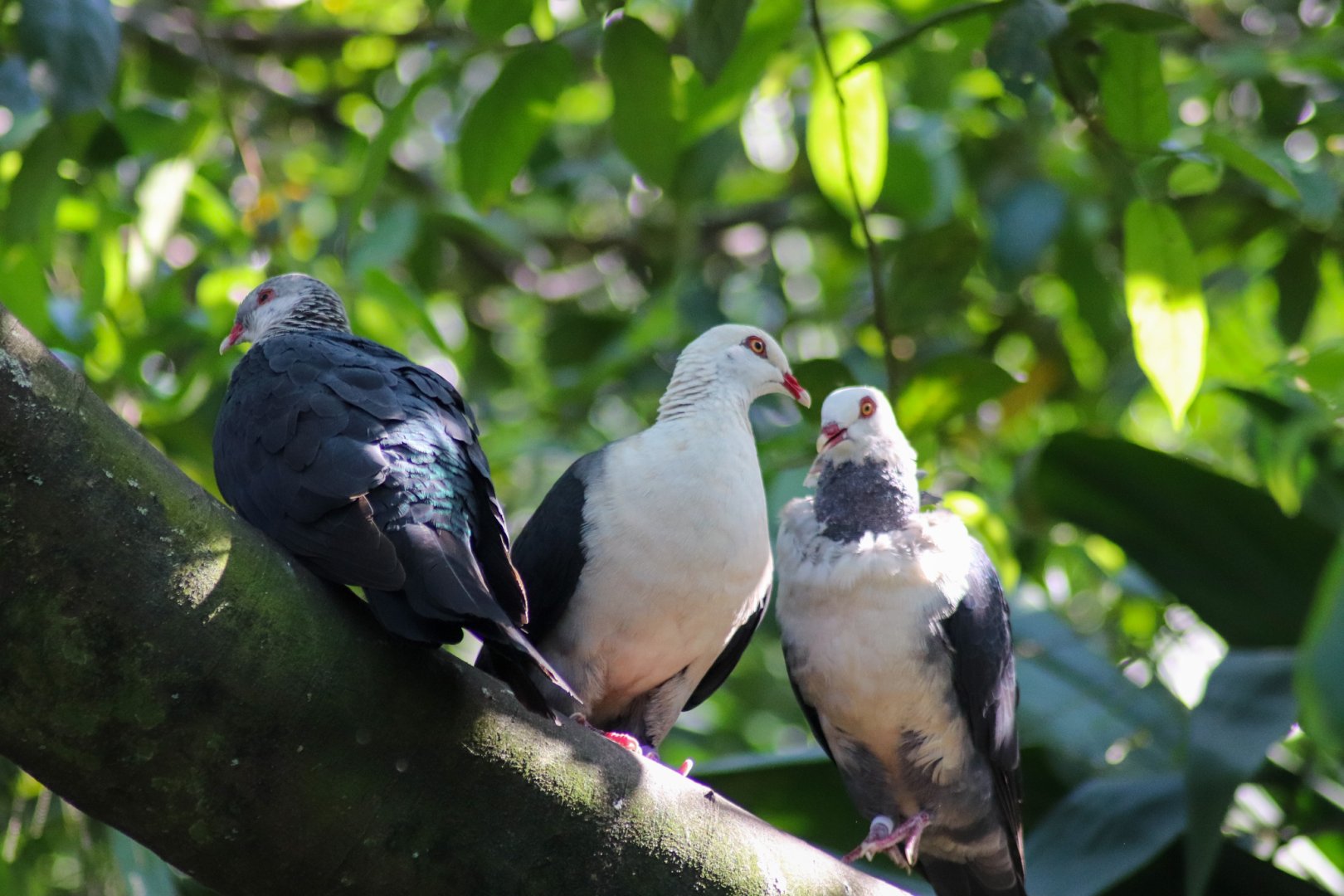 White-headed Pigeons (Columba leucomela)