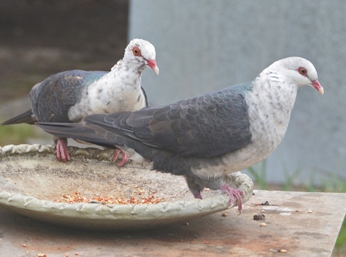 White-headed pigeons