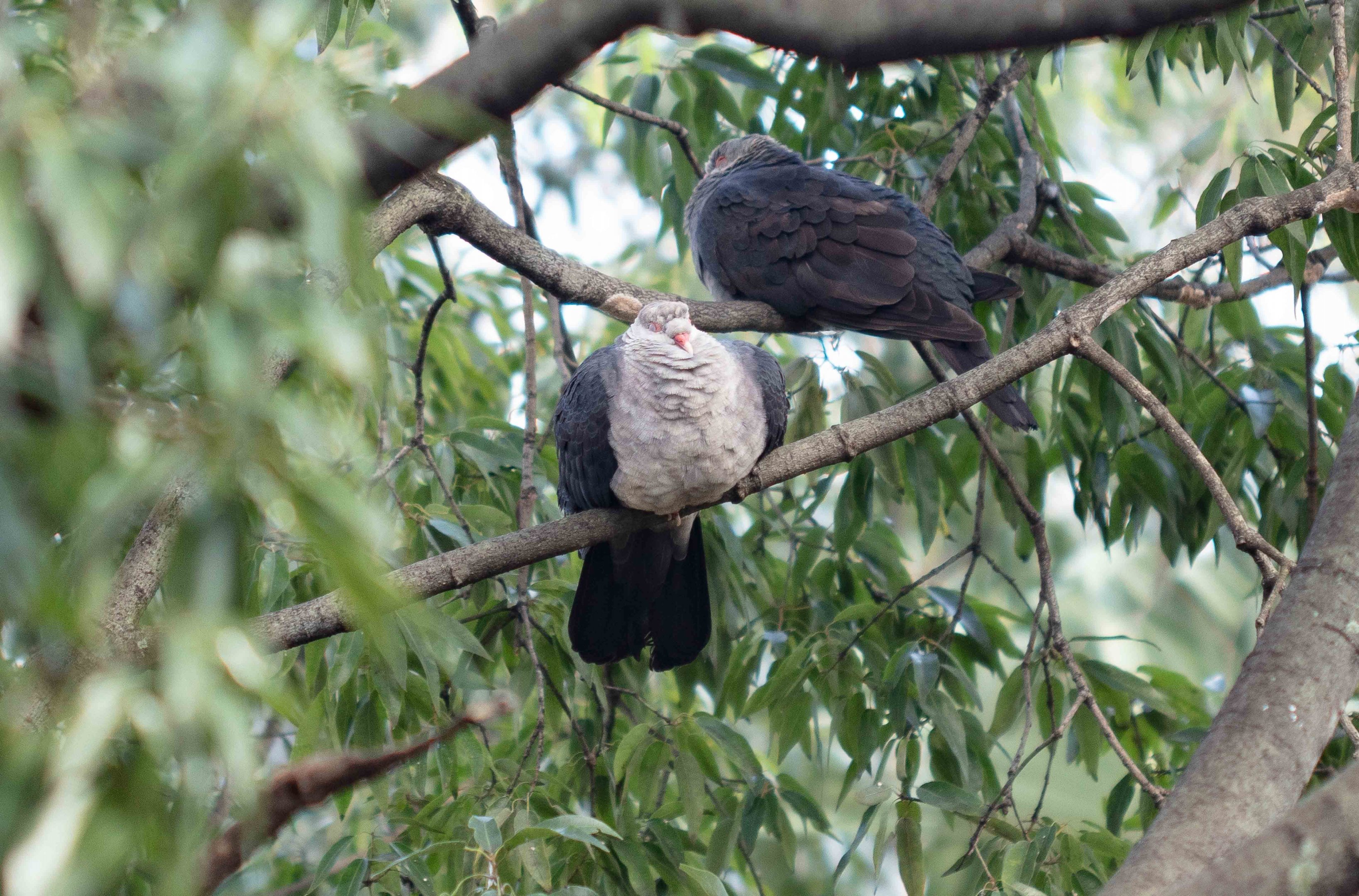 White-headed Pigeons