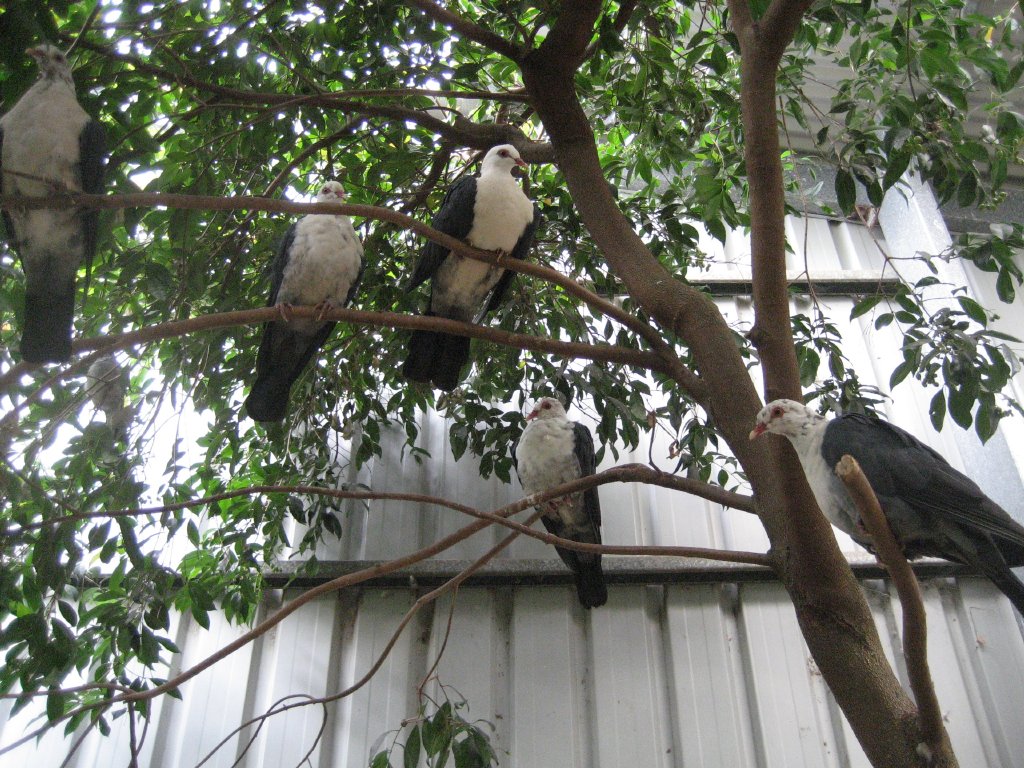 White-headed Pigeons