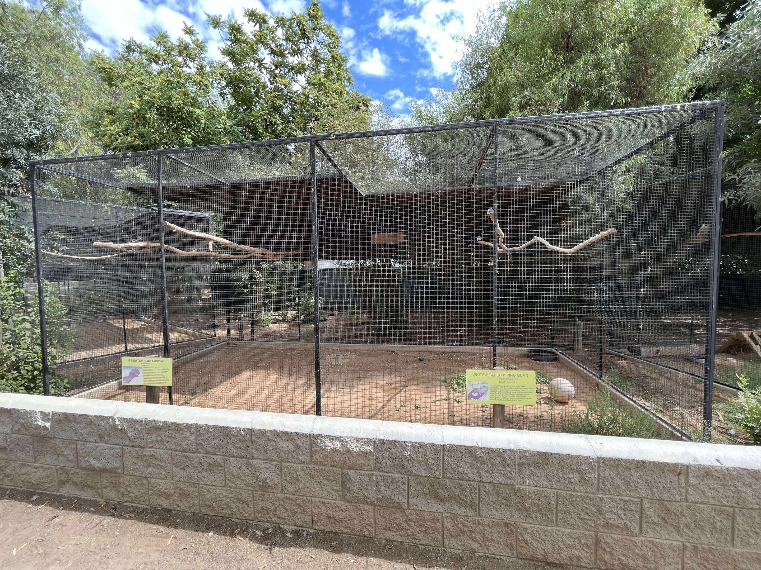 White-headed Piping Guan Aviary