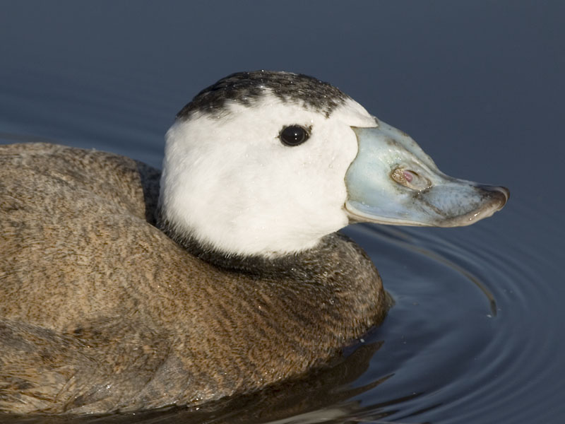 White-headed stifftail drake at Martinmere