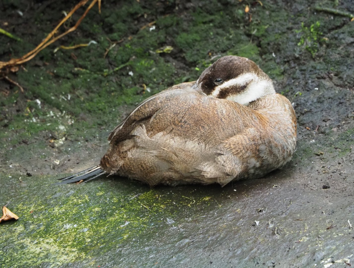 White-headed stifftail duck (Oxyura leucocephala), 2022-06-28
