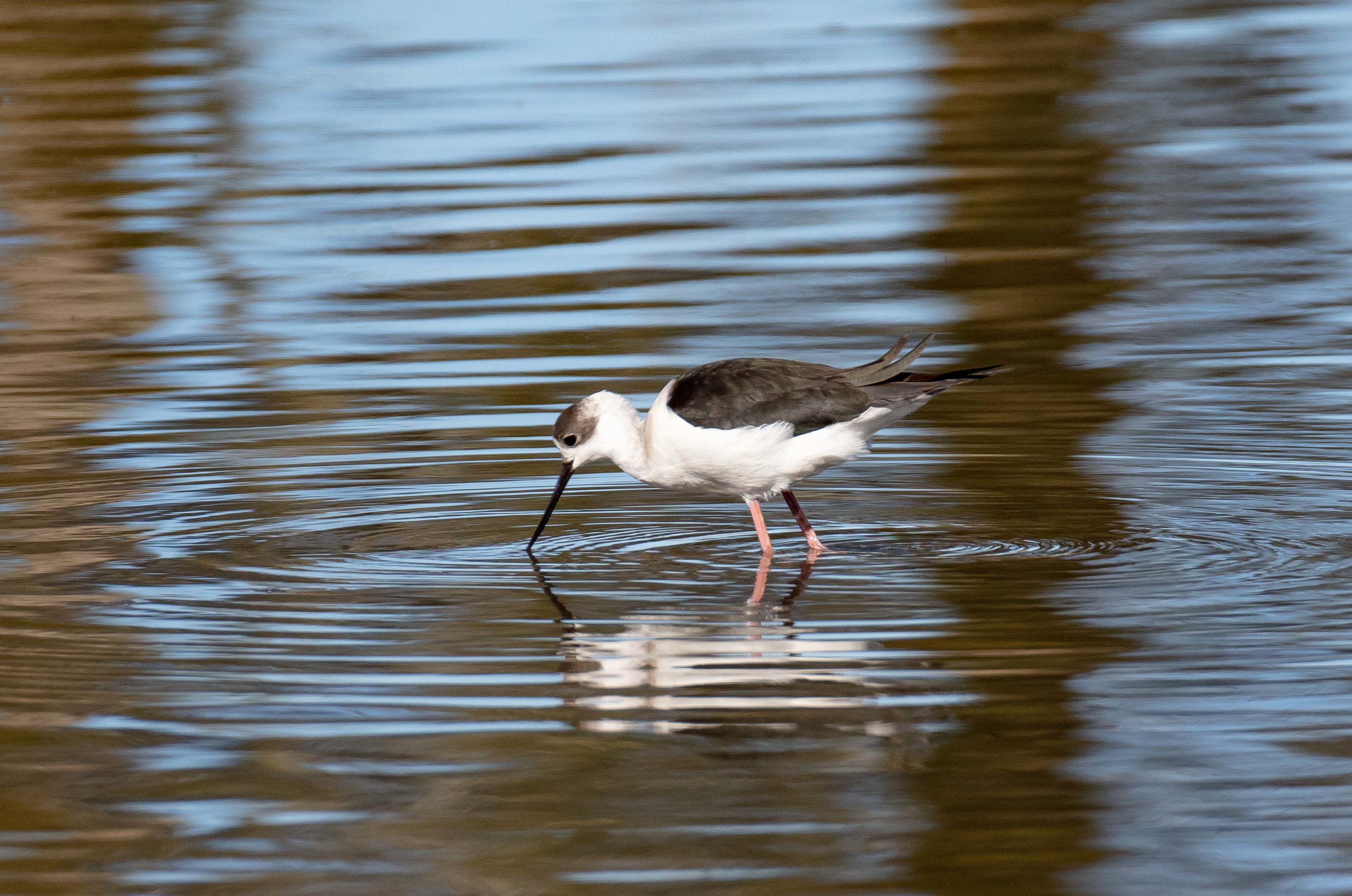 White-headed Stilt (juvenile)