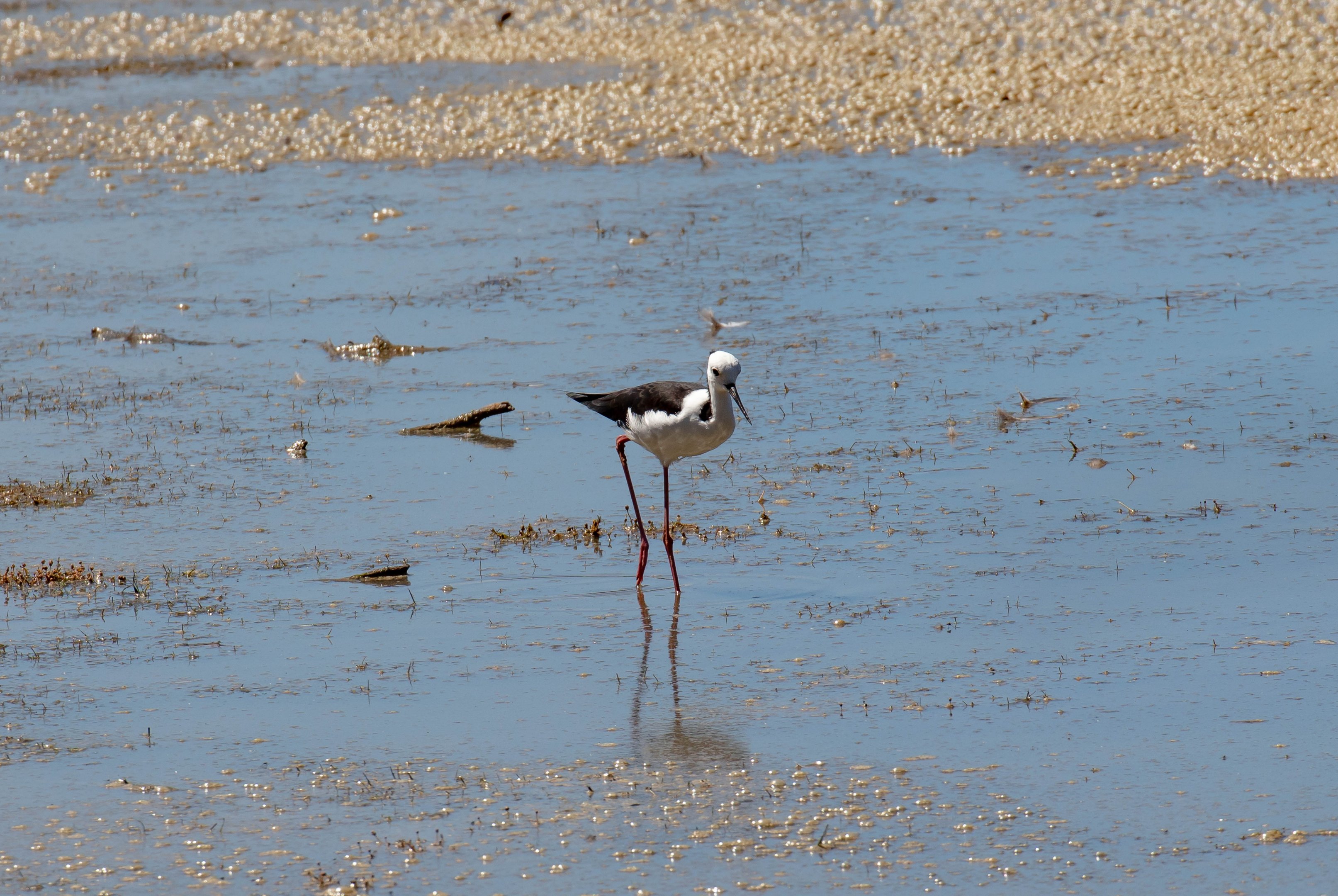 White-headed Stilt (wild bird)