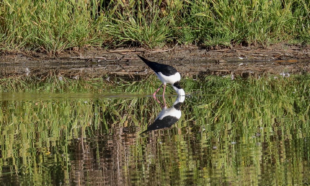 White-headed Stilt